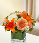 Healing Tears<br>Peach, Orange and White Davis Floral Clayton Indiana from Davis Floral